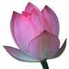 srf lotus